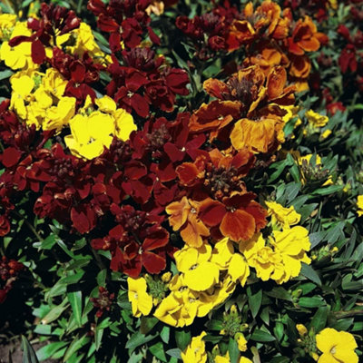 B&Q -  Wallflower Dwarf Brilliant Bedder 1 Packet (500 Seeds)