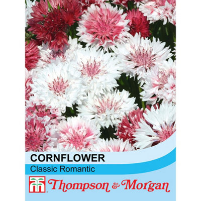 Thompson & Morgan Cornflower Classic Romantic 1 Packet (200 Seeds) from B&Q