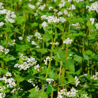 Thompson & Morgan Green Manure Buckwheat 1 Seed Packet from B&Q