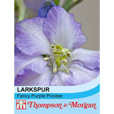 Thompson & Morgan Larkspur Fancy Purple Picotee 1 Seed Packet (130 Seeds) from B&Q