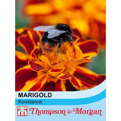 Thompson & Morgan Marigold Patulaxerecta Konstance 1 Packet (100 Seeds) from B&Q