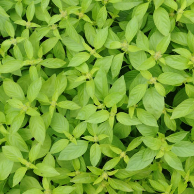 Thompson & Morgan Herb Basil Lemonade 1 Seed Packet from B&Q