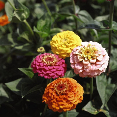 Thompson & Morgan Zinnia Elegans Cupid Mixed 1 Packet (1000 Seeds) Light