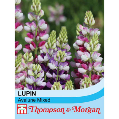 Thompson & Morgan Lupin Avalune Mixed 1 Packet (20 Seeds) from B&Q