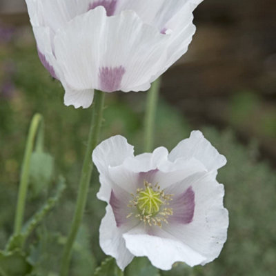 Thompson & Morgan Papaver Somniferum Album 1 Seed Packet from B&Q