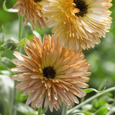 Thompson & Morgan Calendula Orange Flash 1 Seed Packet (200 Seeds) from B&Q