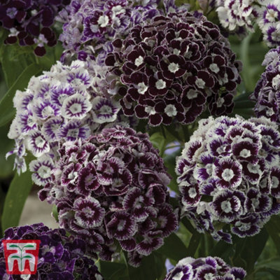 Thompson & Morgan Dianthus Barbatus Hollandia Purple Crown 1 Seed Packet (150 Seeds) from B&Q