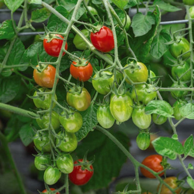 B&Q -  Tomato Celano 1 Seed Packet (5 Seeds)