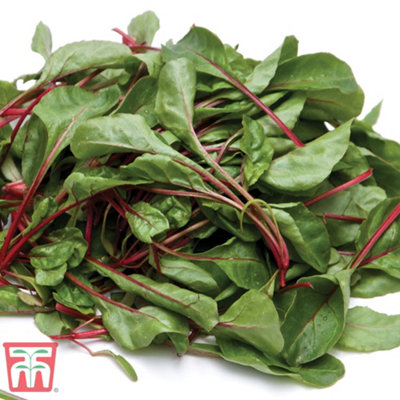 Thompson & Morgan Chard Fire Fresh 1 Seed Packet (200 Seeds) from B&Q