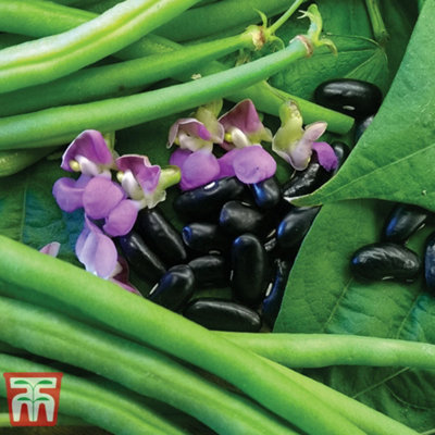 Thompson & Morgan Bean Dwarf Nautica 1 Seed Packet (100 Seeds) from B&Q