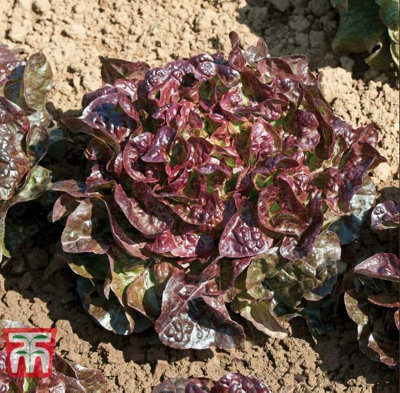 Thompson & Morgan Lettuce Saxo 1 Seed Packet (250 Seeds) from B&Q