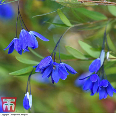 Thompson & Morgan Sollya Heterophylla Ultra Blue 9Cm Pot X 1 from B&Q