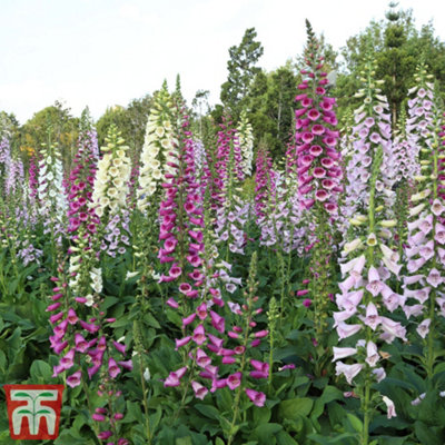 Thompson & Morgan Foxglove (Digitalis) Mixed 1 Litre Potted Plant X 1 from B&Q