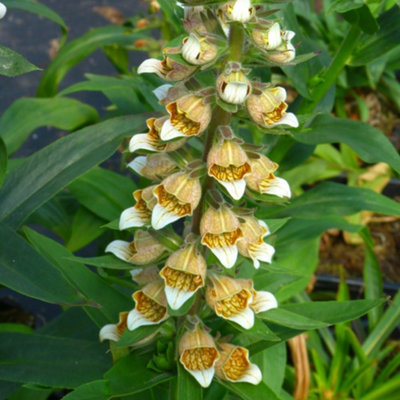Thompson & Morgan Foxglove (Digitalis) Lanata 1 Litre Potted Plant X 1 from B&Q