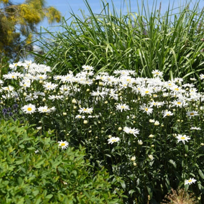 Thompson & Morgan Leucanthemum Snowdrift 1 Litre Potted Plant X 1 from B&Q