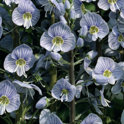 Thompson & Morgan Veronica GentianoidesChina Blue SpeedwellHardy Perennial Long-Lasting Summer Blooms Rockeries Borders1X 1 Litre Potted Pl from B&Q