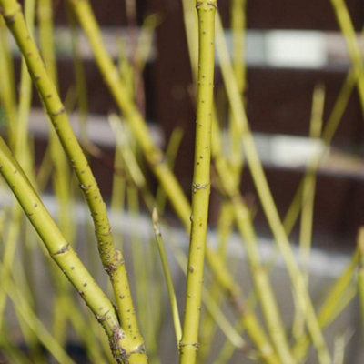 Thompson & Morgan Cornus Sericea Flaviramea 10 Litre Potted Plant X 1 from B&Q