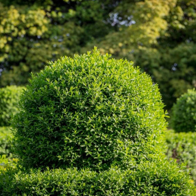 Thompson & Morgan Ligustrum Vulgare 2 Litre Potted Plant X 1 from B&Q