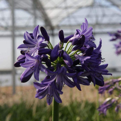 Thompson & Morgan Agapanthus Northern Star 3 Litre Potted Plant X 1 from B&Q