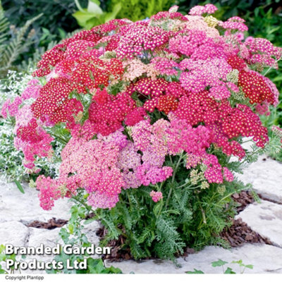 Thompson & Morgan Achillea Millefolium Summer Pastels 1 Litre Potted Plant X 1 from B&Q