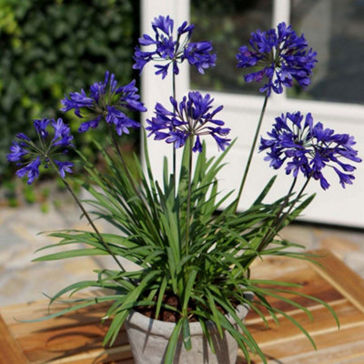 Thompson & Morgan Agapanthus Brilliant 3 Litre Potted Plant X 1 Blue