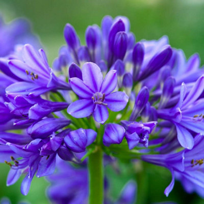 Thompson & Morgan Agapanthus Brilliant 3 Litre Potted Plant X 3 Blue