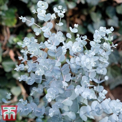 B&Q -  Eucalyptus Gunnii Azura 9Cm Pot X 1
