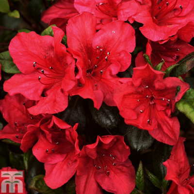 Thompson & Morgan Azalea Johanna 3 Litre Potted Plant X 1 from B&Q