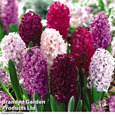 Thompson & Morgan Hyacinth Berries & Cream Mixture Bulbs - Image 3
