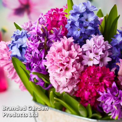 Groupon Unisex Violet Up To 32 Hyacinth Berries And Cream Plant Bulbs: 32 - Image 3