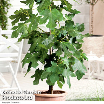 Thompson & Morgan Fig (Ficus) Brown Turkey 9Cm Pot X 1 from B&Q