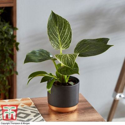 Thompson & Morgan Houseplant Philodendron White Measure 11Cm Potted Plant X1 from B&Q