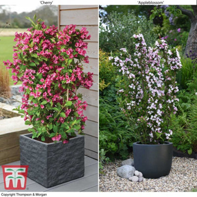 B&Q -  Weigela Towers Of Flowers Duo 9Cm Potted Plant X 2