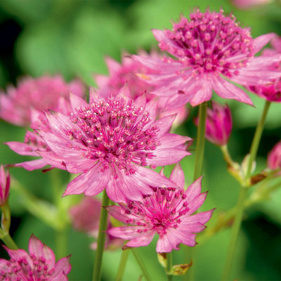 B&Q -  Astrantia Roma 1 Litre Potted Plant X 1