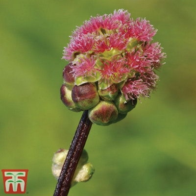 Thompson & Morgan Herb Salad Burnet 1 Seed Packet (150 Seeds) from B&Q