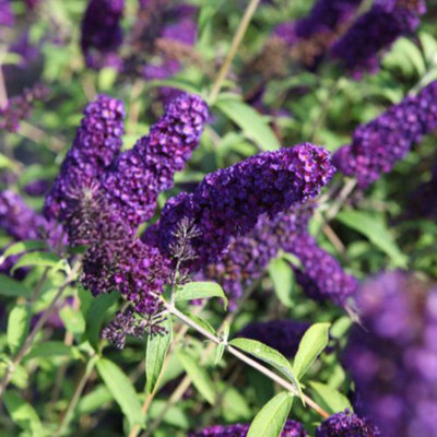 Thompson & Morgan Buddleja Davidii Black Knight 9Cm Pot X 1 from B&Q