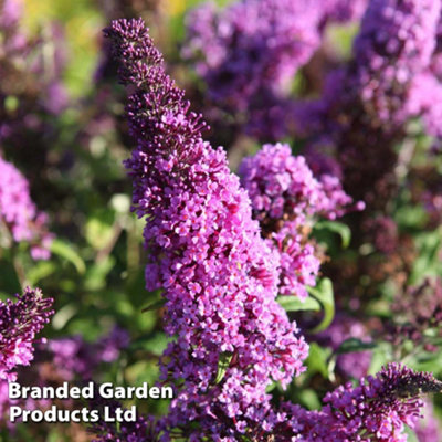 Thompson & Morgan Buddleja Davidii Peacock 3.6 Litre Potted Plant X 1 from B&Q