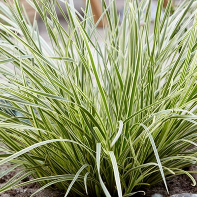 Thompson & Morgan Lomandra White Sands 9Cm Potted Plant X 2 from B&Q