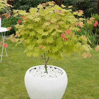 Thompson & Morgan Acer Shirasawanum Moonrise 3 Litre Potted Plant X 1 from B&Q