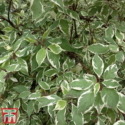Thompson & Morgan Cornus Alba Ivory Halo 9Cm Pot X 2 from B&Q