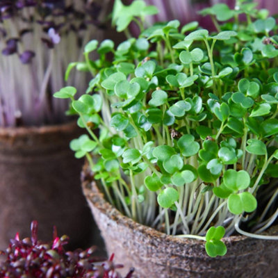 B&Q -  Microgreens Broccoli Green 1 Seed Packet
