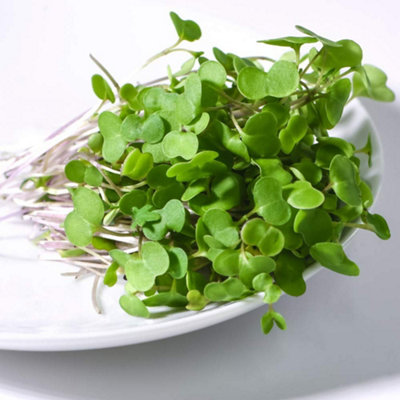 B&Q -  Microgreens Kale Red Russian 1 Seed Packet
