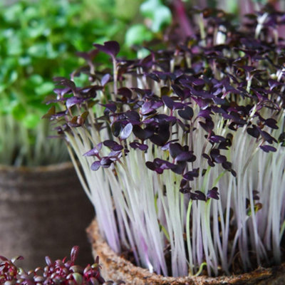 Thompson & Morgan Microgreens Mustard Red Lace 1 Seed Packet from B&Q