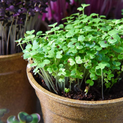 Thompson & Morgan Microgreens Mustard Wasabina Improved 1 Seed Packet from B&Q