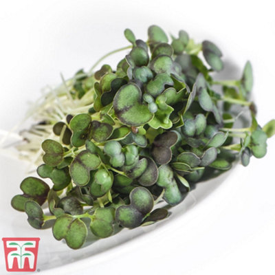 B&Q -  Microgreens Mizuna Red Empire F1 1 Seed Packet
