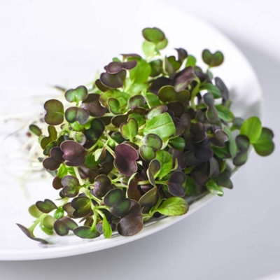 Thompson & Morgan Microgreens Pak Choi Purple Rain F1 1 Seed Packet from B&Q