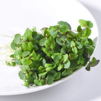 Thompson & Morgan Microgreens Perilla/shiso Red 1 Seed Packet from B&Q
