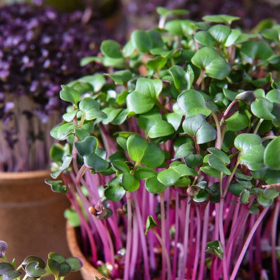 B&Q -  Microgreens Radish (Leaf) Sangria 1 Seed Packet