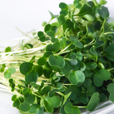 Thompson & Morgan Microgreens Salad Rocket Victoria 1 Seed Packet from B&Q