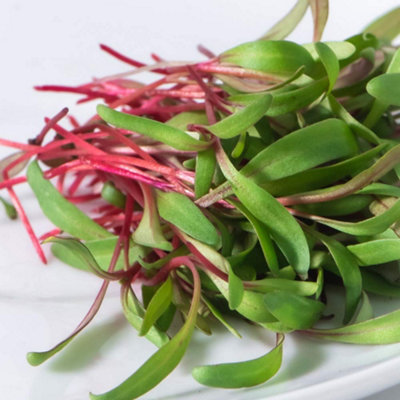 Thompson & Morgan Microgreens Swiss Chard Red Chard 1 Seed Packet from B&Q